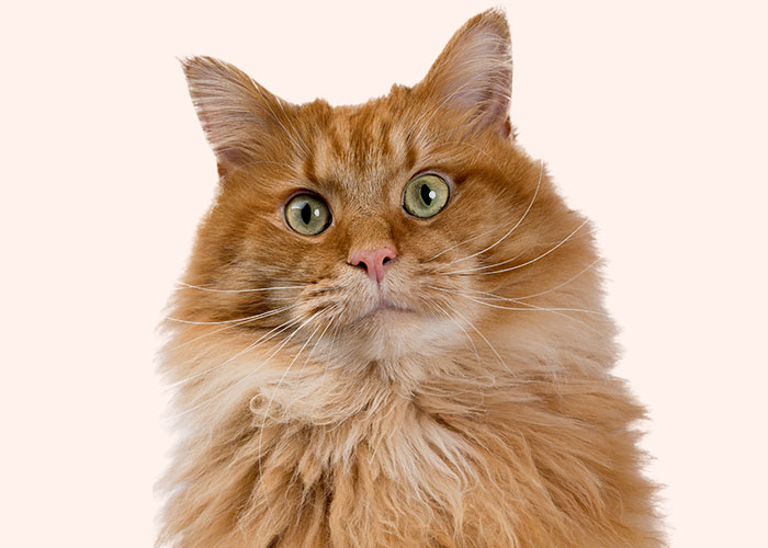 chat_bannière