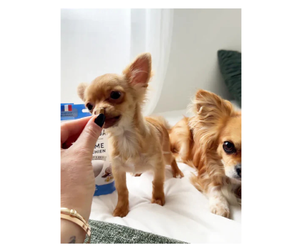 Friandise Articulations sans céréales pour mini chien tendre bouchee
