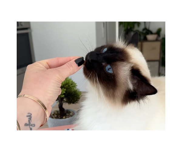 Friandises pour Chat Urinaire au saumon sans céréales – Image 2