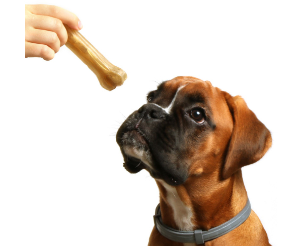 os pour chien