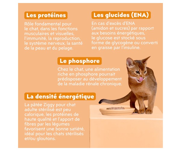 Infographie sur l’alimentation du chat: protéines, glucides, phosphate et densité énergétique, avec un chat près d’une gamelle.